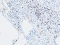 MPO Polyclonal Antibody